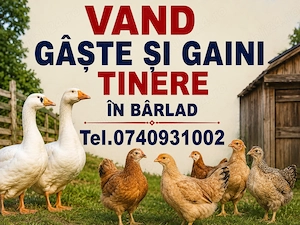Vand Gâște și Gaini tinere 