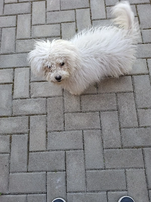 Vand catelusa Bichon  5 luni