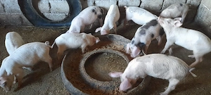 Purcei de vânzare  in vârstă  de 11săptămâni - imagine 4