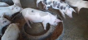 Purcei de vânzare  in vârstă  de 11săptămâni - imagine 5