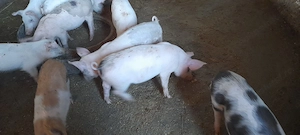 Purcei de vânzare  in vârstă  de 11săptămâni - imagine 3