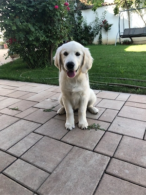 Pui Golden Retriver - imagine 2