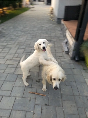 Pui Golden Retriver - imagine 5