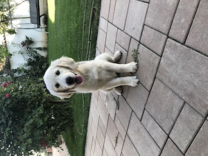 Pui Golden Retriver - imagine 2