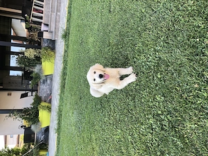 Pui Golden Retriver - imagine 3