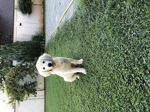 Pui Golden Retriver