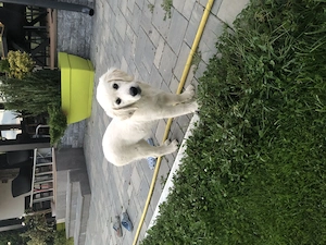 Pui Golden Retriver - imagine 4