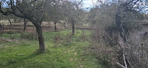 Ferma de vanzare , zona Dambu - imagine 2