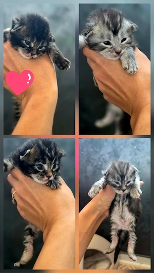    Pui Maine Coon își caută familii iubitoare    - imagine 4