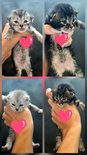    Pui Maine Coon își caută familii iubitoare   