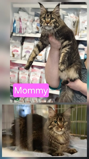    Pui Maine Coon își caută familii iubitoare    - imagine 2