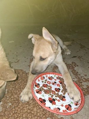  Catei metiși Husky malinois  - imagine 3