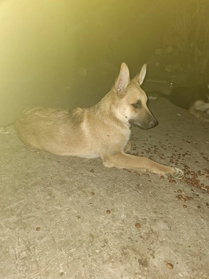  Catei metiși Husky malinois  - imagine 2