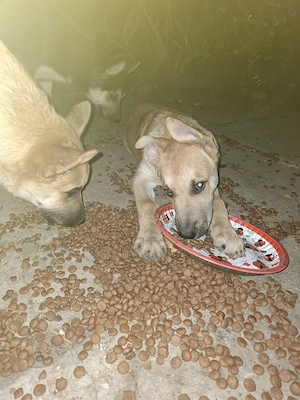  Catei metiși Husky malinois  - imagine 4