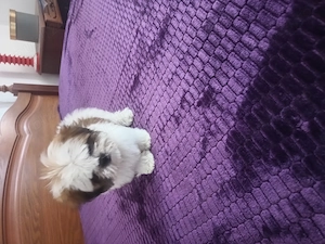 Bichon , fetiță 