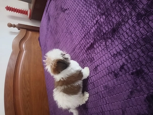Bichon , fetiță  - imagine 3