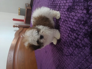 Bichon , fetiță  - imagine 2