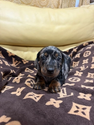 Teckel dachshund  - imagine 3