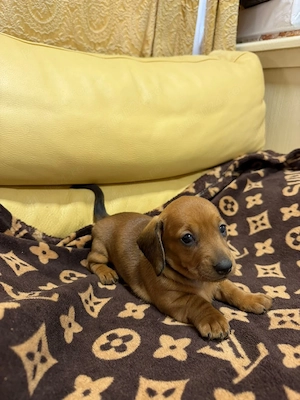 Teckel dachshund  - imagine 4