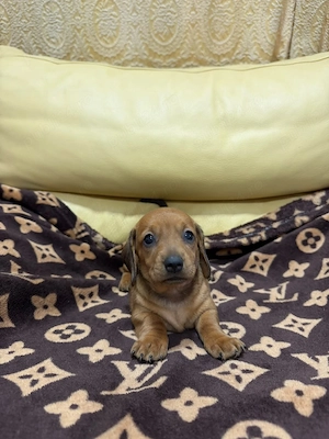 Teckel dachshund  - imagine 5