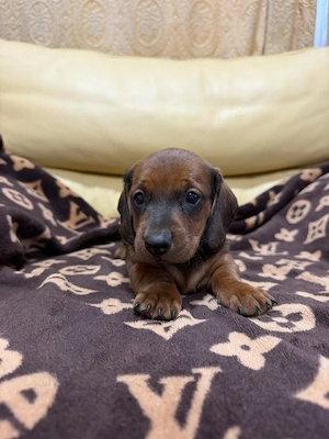 Teckel dachshund 