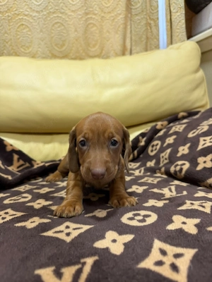 Teckel dachshund  - imagine 2