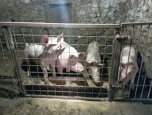 Porci de vânzare 