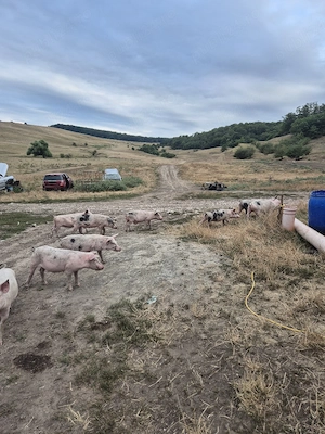 purcei de 12 săptămâni, mancaciosi..soldanei