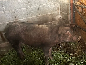 scroafa duroc gestanta  - imagine 2
