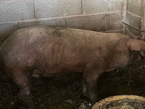 scroafa duroc gestanta  - imagine 3