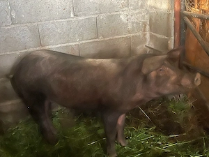 scroafa duroc gestanta 