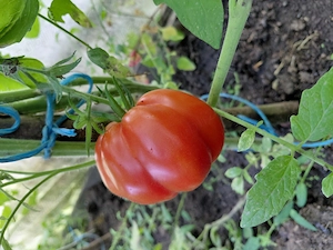 Vând roșii de grădină,bio pt consum sau bulion