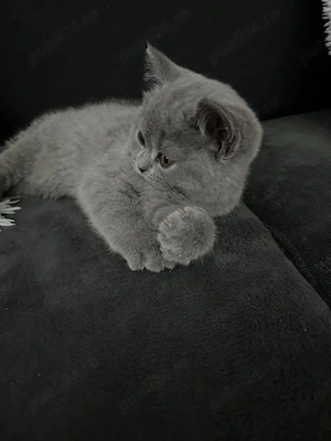 Pui British Shorthair Blue - imagine 4