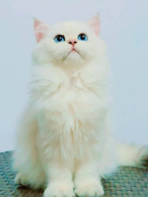 british longhair - imagine 3