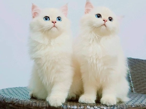 british longhair - imagine 2