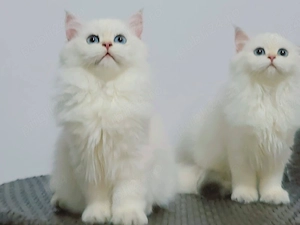 british longhair