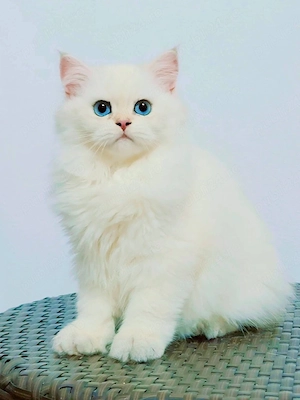 british longhair - imagine 5