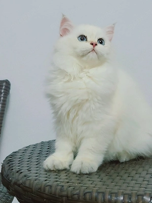 british longhair - imagine 4