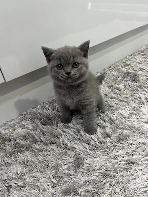 Pui British Shorthair Blue - imagine 5