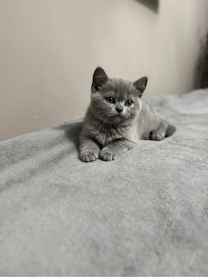 Pui British Shorthair Blue - imagine 3