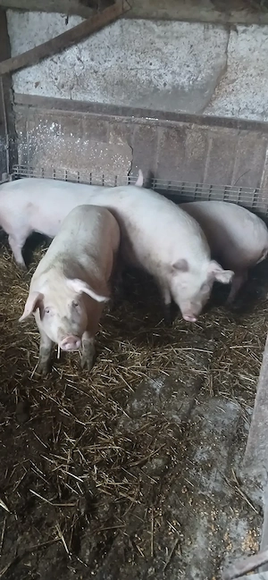 vând  porci  120 130 kg rasa buna