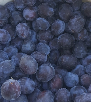 prune pentru țuică foarte dulci și aromată
