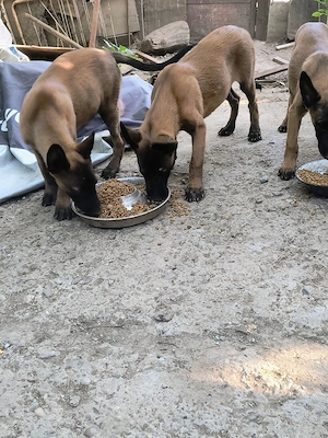 Căței ciobănesc belgian malinois 