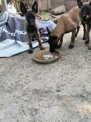 Căței ciobănesc belgian malinois  - imagine 2