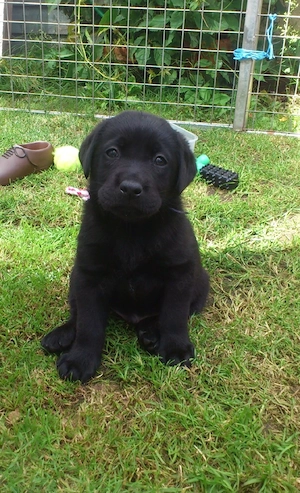 Labrador Retriever 