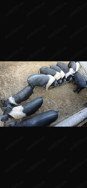 Animăluțe își caută stăpân