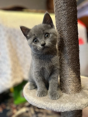 Pisica british shorthair adorabil