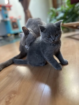 Pisica british shorthair adorabil - imagine 2
