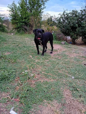 cane corso - imagine 3