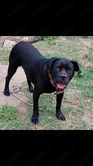 cane corso